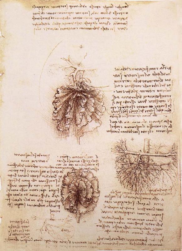 LEONARDO da Vinci Gekrose of the intestine and its Gefabsystems